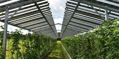 Últimas notícias da empresa sobre A energia solar em pequena escala é boa para o ambiente, mas a agrovoltaica pode ser melhor